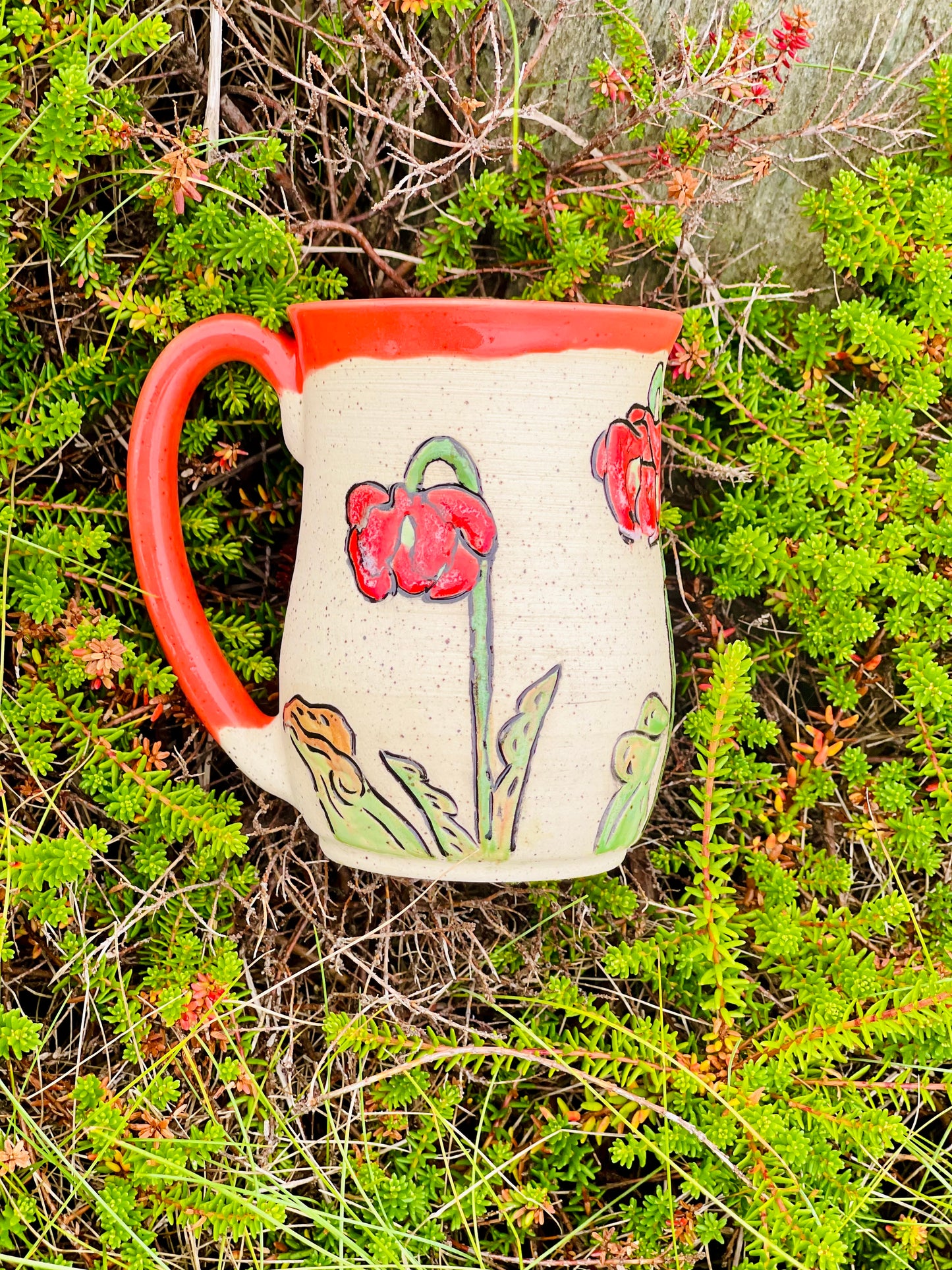 Pitcher plant PREORDER *6-12 WEEKS before shipping*