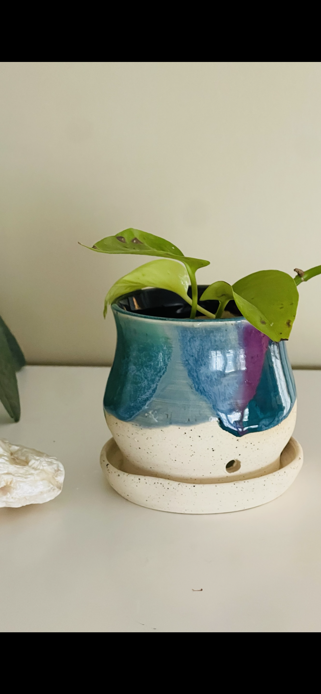 Jellybean row PREORDER *6-12 WEEKS before shipping*